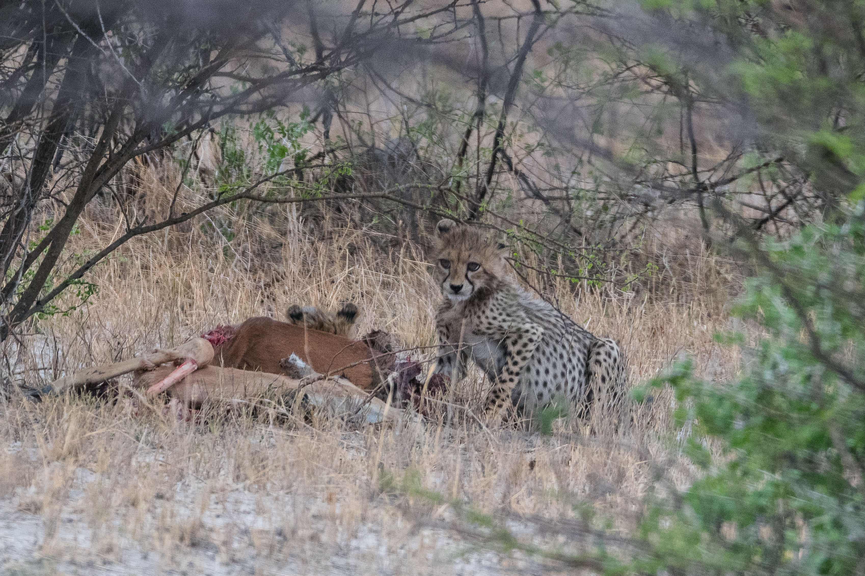 Deux jeunes guépards (Cheetah, Acinonyx jubatus) se nourrissent sur la carcasse d'un impala tué par leur mère, Onguma Nature Reserve, Etosha, Namibie